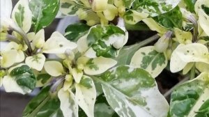 Сею острый декоротивный перчик🌶 💃💃Гном Улура Охра 😜