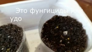 СЕЮ БАКОПУ.