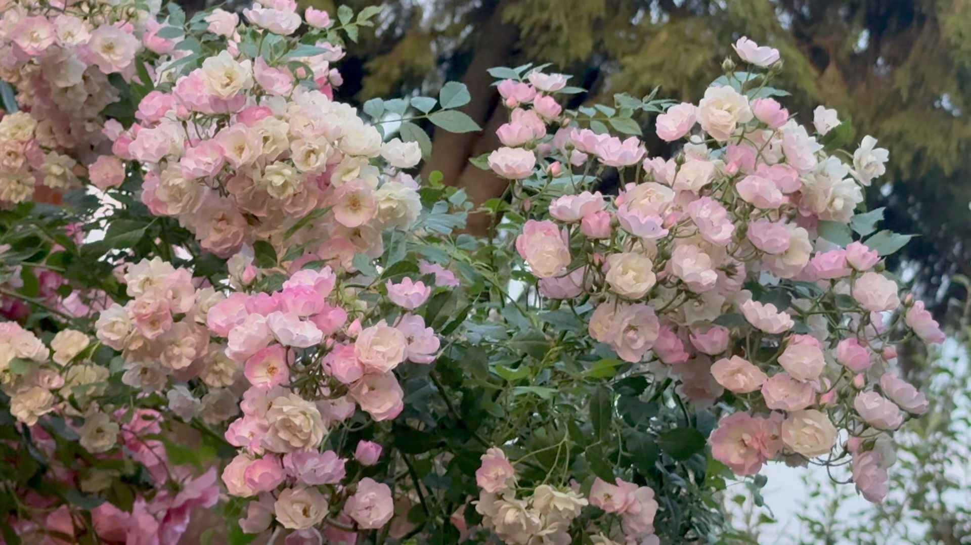 Июль в Саду Вечер 24 июля 2025 часть 4 смотреть онлайн