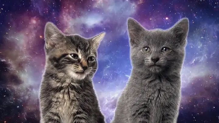 Space Cats — Magic Fly 😺😻 Котики поют 😻 смотреть онлайн