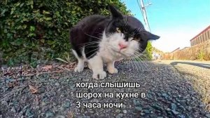 меме с котами #меме#звёздныевоины#котики#