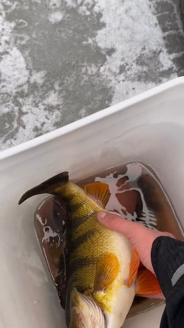 ОКУНИ-БАТОНЫ