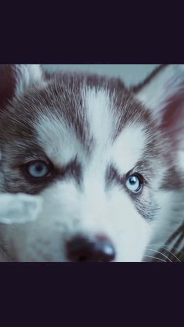 #милыещенки #щенкиигры #мирщенков #питомцы #щенячьярадость