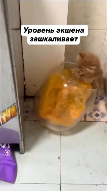 Уровень экшина зашкаливает!