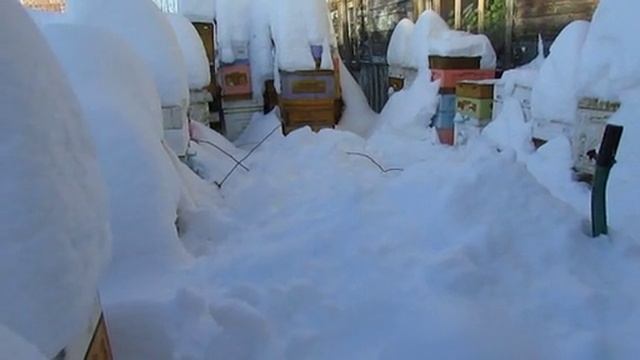 гибель пчел в феврале , корм есть но пчелы слабого отводка просто замерзли , 4.02.2026 смотреть онлайн