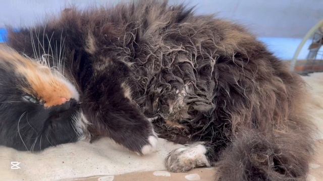 ❤️Потери рассады/ Закупили дерево/ Устраняем недочеты в доме/ Гулять, так гулять смотреть онлайн