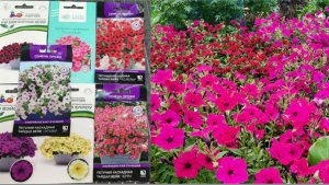 Сеем на рассаду в феврале для красивого огорода в деревне уже 7 февраля!