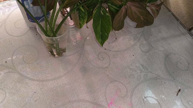 Сингониумы. Часть 1.Черенкуем, размножаем, пересадки.