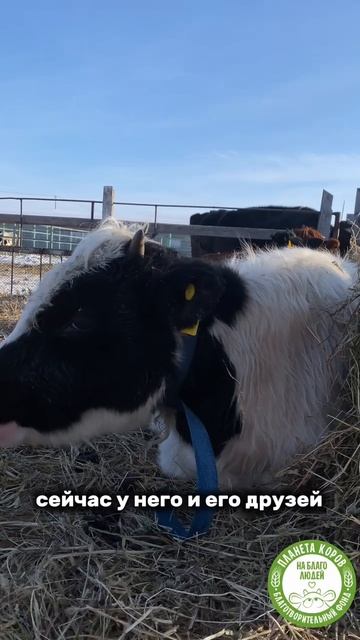 На «Планете Коров» солнечно и очень атмосферно. И сегодня мы отправляемся в гости к бычку Паллави