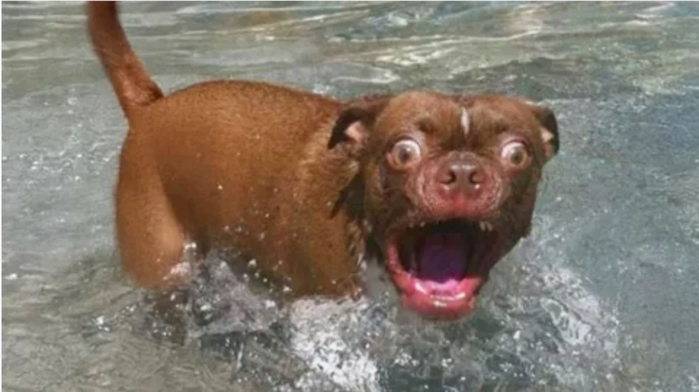 ВИДЕО ПРИКОЛЫ ЗАБАВНЫЕ ВСТРЕЧИ ЖИВОТНЫХ С ВОДОЙ! #2 смотреть онлайн