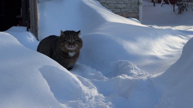 ДНЕВНИК лесного кота Барсика 04-02-2026
