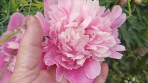 В Снежную погоду, Вам цветочки для настроения