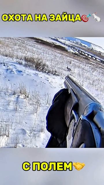 Охота на зайца🎯