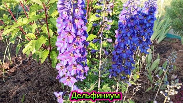 дельфиниум в моем саду