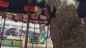 ТАИЛАНД. ПАТТАЙЯ. ПЛЯЖ ДЖОМТЬЕН. БЕЛКИ