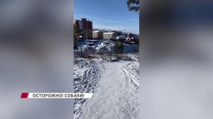 Собачьи свадьбы в самом разгаре