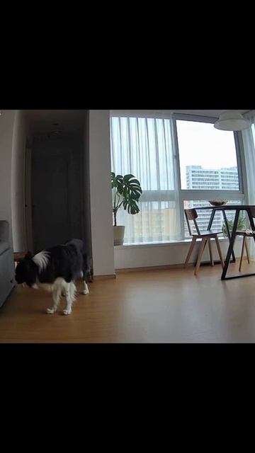 Скучно, давай пошалим #коты #собакиa