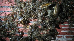 Штрафы за антисанитарию в квартирах предложили увеличить в 10 раз