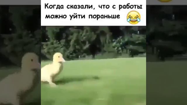 Когда отпустили пораньше с работы)) смотреть онлайн