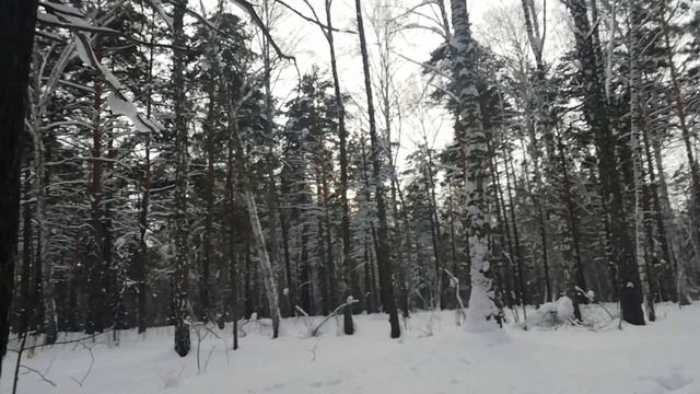 В лесу: про колени — лучшее лечение и профилактика это — гимнастика. Делюсь личным опытом, мениски