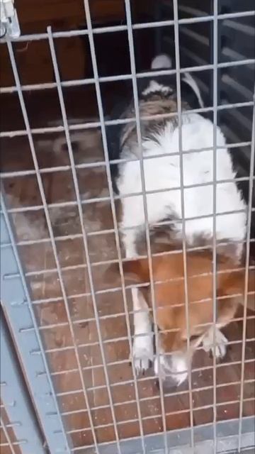 ДРУЖОК  в ожидании тепла человеческого взгляда