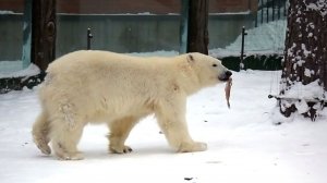 Медвежонок Белка решила выгулять рыбу, прежде чем ее съесть, а Стрелка играет с канистрой.