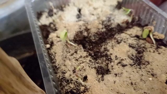 04 Февраля 2026 год. Кошкам трава. Первые всхолы цветов.