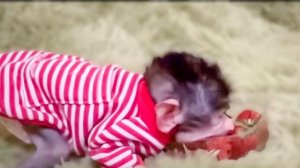 Смеяться нет больше сил! Люся со Степашкой ДЕЛЯТ КЛУБНИКУ!