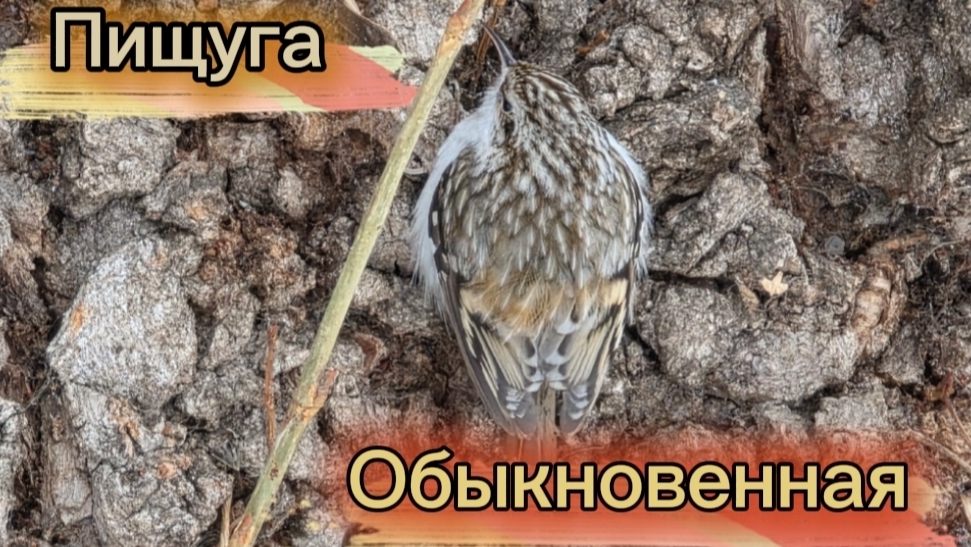 Птички невилички. Пищуга обыкновенная. Доктор леса. Милая малышка. Сызрань. Монгора.