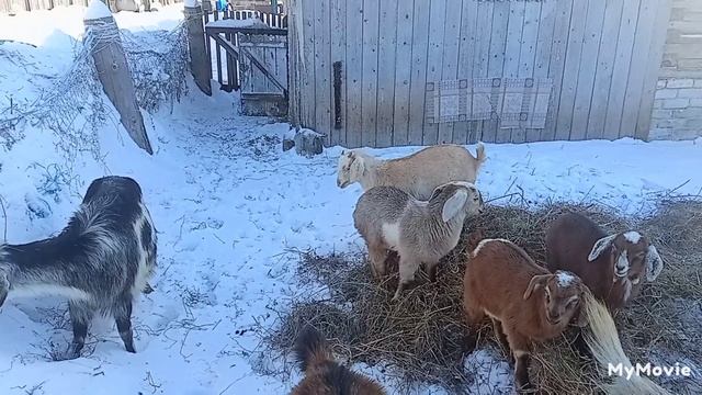 Собака спинальник