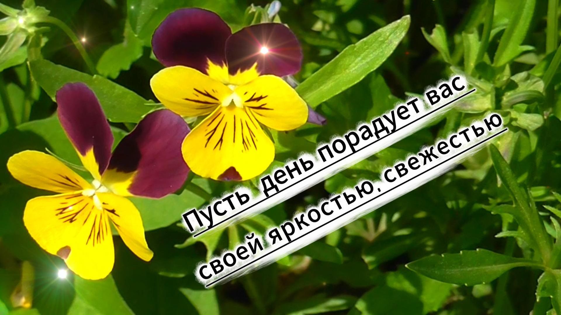 Пусть день порадует вас своей яркостью,свежестью фиалок… Пусть день порадует вас своей яркостью,свежестью фиалок…