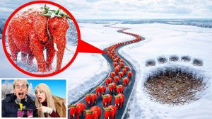 мой дрон снял STRAWBERRY ELEPHANT в Реальной Жизни!