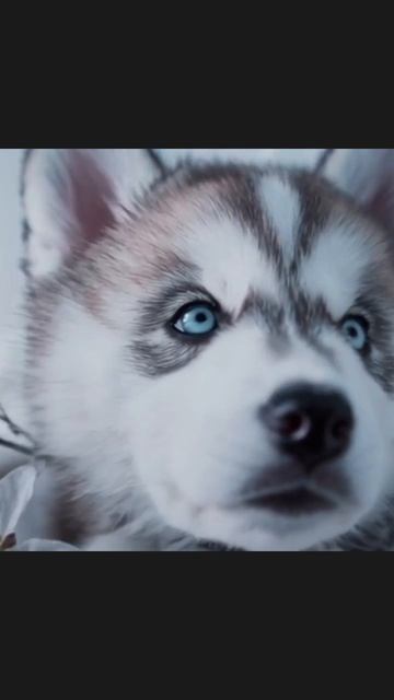 #милыещенки #щенячьявеселье #питомцыдома #собакилюбовь