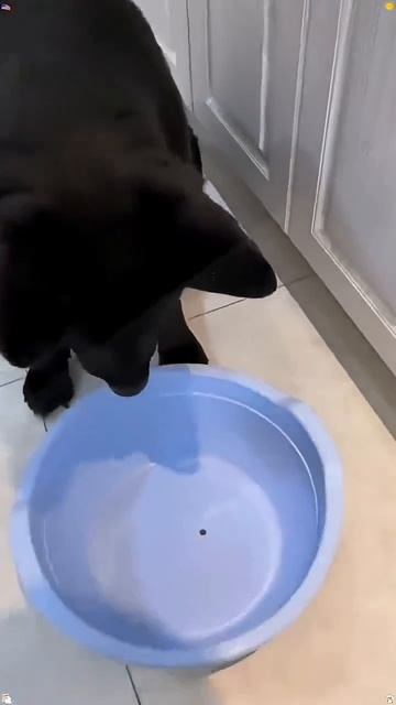 Диета для собак.