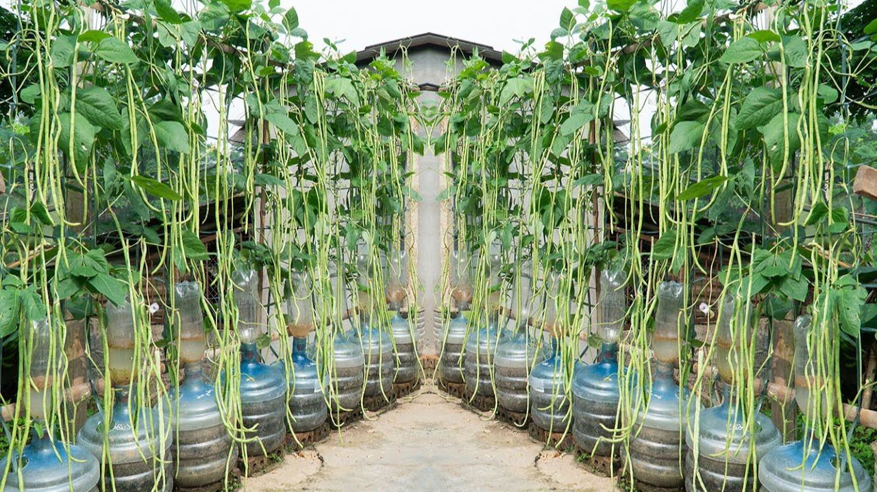 Я посадил фасоль в пластиковые бутылки, бобы получились крупные а стручки длинные