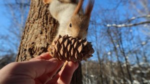 Белка с глазиком и Белка с хвостиком. Зарисовка