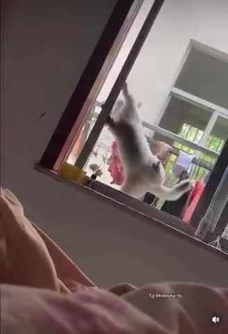 Возвращeние блуднoго котэ 🐱