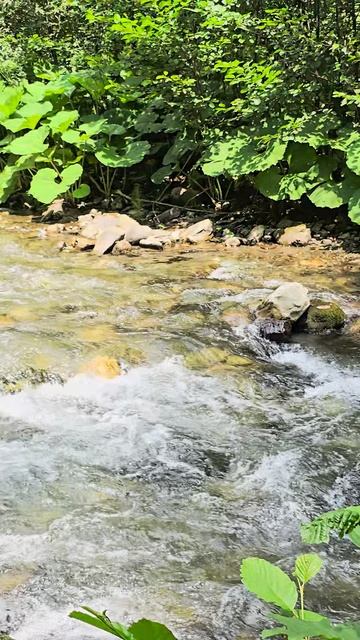 Бурная река Мзымта в Эсто Садке Краснодарского края