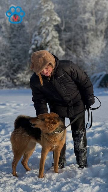 Друзья приглашаем волонтёров на прогулки с собаками в воскресенье 8 февраля в 12:00! 