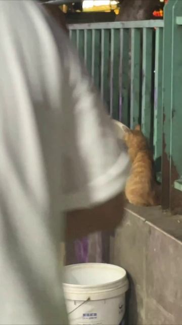 Смешные коты #108-1