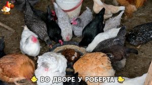 Содержание кур в домашних условиях и других птиц во дворе у Роберта 🐣🐤🦆🐔🪿🦃 (409)