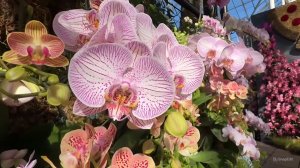 Выставка орхидей открылась в Нью-Йорке