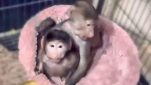 Люся, Маня и Степашка УКЛАДЫВАЮТСЯ СПАТЬ, посмотрим как пройдет ночь!