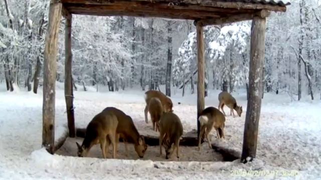 🤩 Элегантные косули пришли на обед в нацпарке «Сенгилеевские горы»