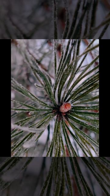 Удивительное зимнее утро ( 5 февраля)