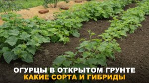 ТОП ОГУРЦОВ ДЛЯ УЛИЦЫ. Сорта и гибриды огурцов для улицы, агротехника выращивания без ухода.