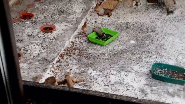 обед для белок