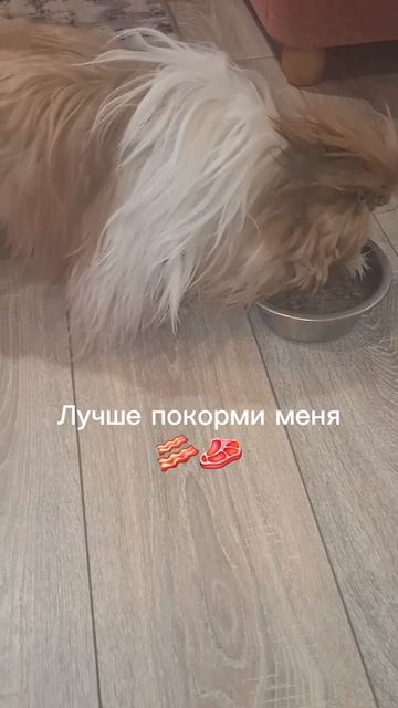 «Когда миска есть, а еды — нет: драма в четырёх лапах».😂🤪