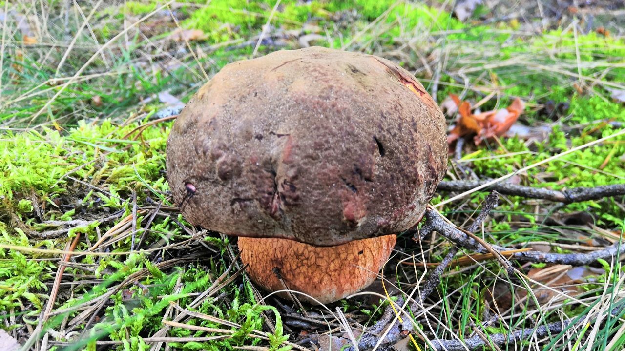 Поход  вечером за грибами. Осенние боровики. Сентябрь 2025