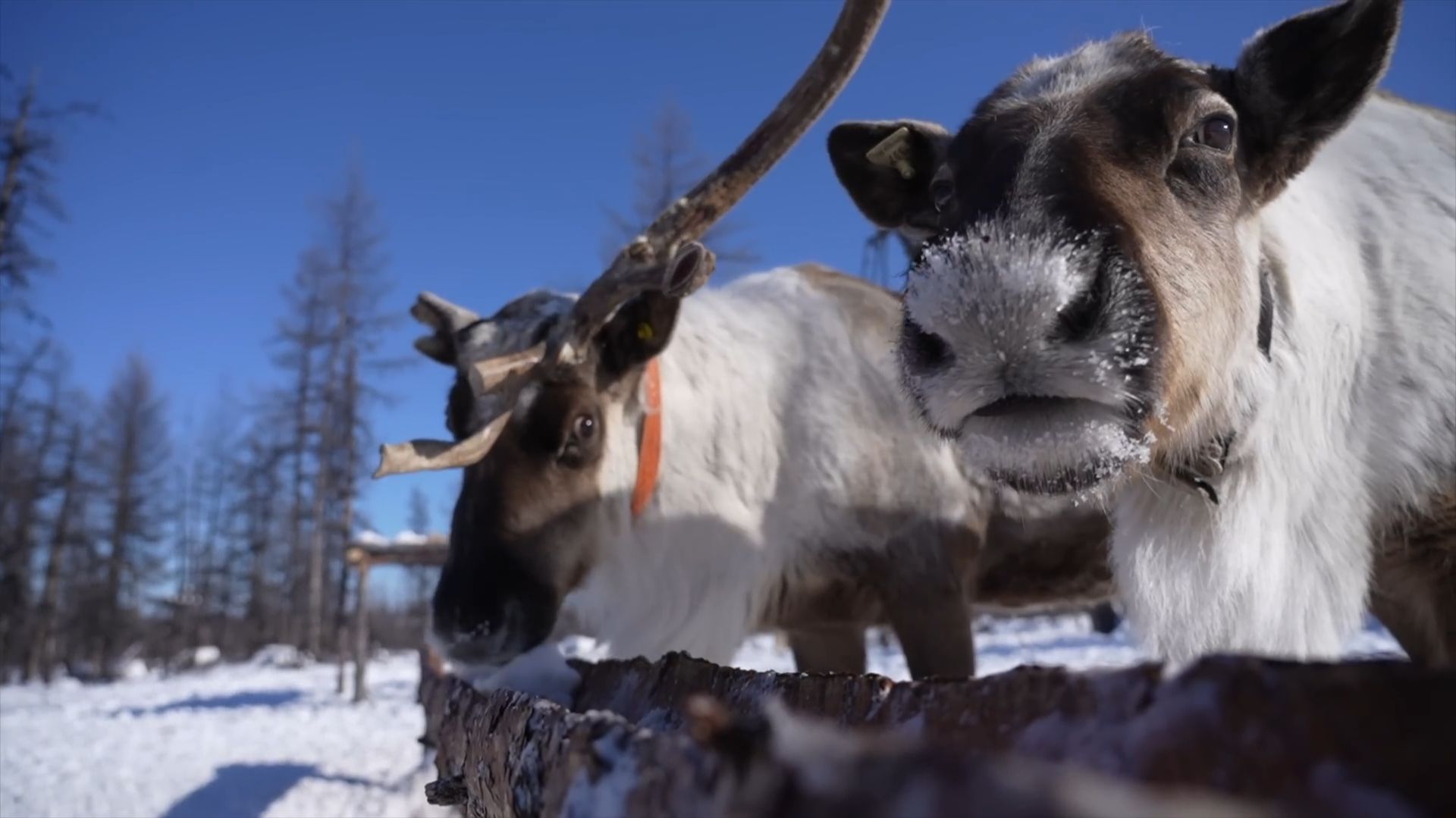 Как живут простые оленеводы в Якутии